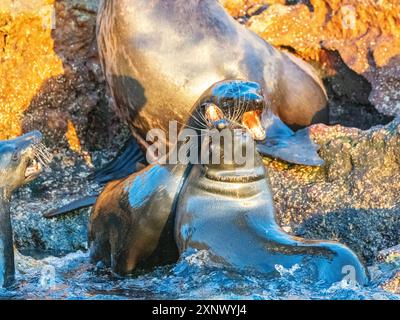 Guadalupe-Pelzrobben (Arctocephalus townsendi), auf der Insel Las Animas, Baja California Sur, Meer von Cortez, Mexiko, Nordamerika Stockfoto