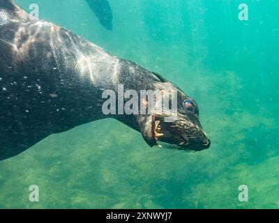 Guadalupe Pelzrobbe (Arctocephalus townsendi), Unterwasser auf Las Animas Island, Baja California Sur, Meer von Cortez, Mexiko, Nordamerika Stockfoto