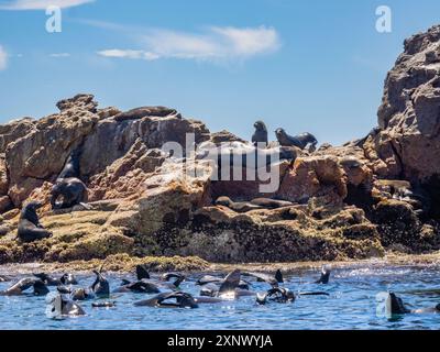 Guadalupe-Pelzrobben (Arctocephalus townsendi), auf der Insel Las Animas, Baja California Sur, Meer von Cortez, Mexiko, Nordamerika Stockfoto