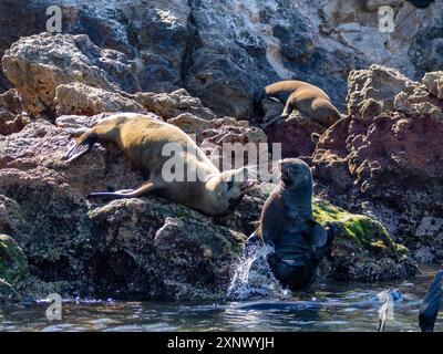 Guadalupe-Pelzrobben (Arctocephalus townsendi), auf der Insel Las Animas, Baja California Sur, Meer von Cortez, Mexiko, Nordamerika Stockfoto