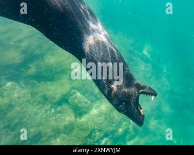 Guadalupe Pelzrobbe (Arctocephalus townsendi), Unterwasser auf Las Animas Island, Baja California Sur, Meer von Cortez, Mexiko, Nordamerika Stockfoto