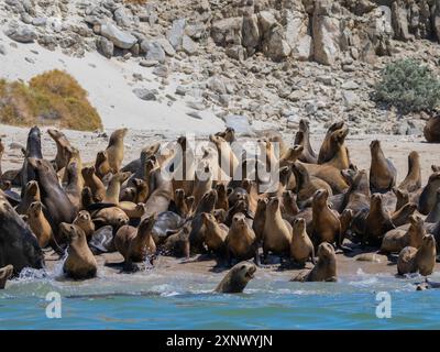 Kalifornische Seelöwen (Zalophus californianus), die am Strand in Puerto Refugio, Baja California, Sea of Cortez, Mexiko, Nordamerika, auftauchen Stockfoto