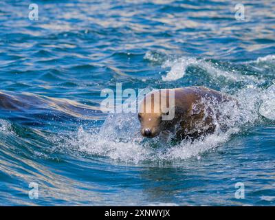 Kalifornische Seelöwen (Zalophus californianus), Schweinswale im Wasser in Puerto Refugio, Baja California, Meer von Cortez, Mexiko, Nordamerika Stockfoto