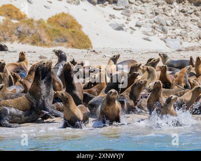 Kalifornische Seelöwen (Zalophus californianus), die am Strand in Puerto Refugio, Baja California, Sea of Cortez, Mexiko, Nordamerika, auftauchen Stockfoto