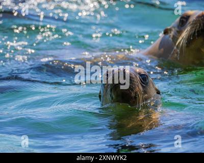 Kalifornische Seelöwen (Zalophus californianus), im Wasser in Puerto Refugio, Baja California, Meer von Cortez, Mexiko, Nordamerika Stockfoto