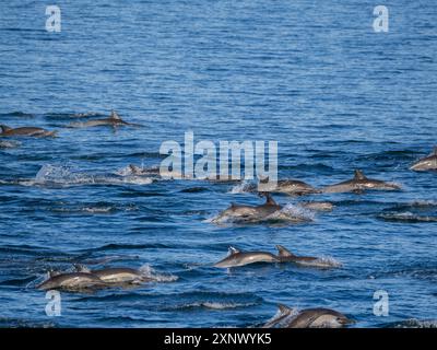 Eine langschnabelige Delfinschote (Delphinus capensis), die vor Gorda Banks, Baja California Sur, Mexiko, Nordamerika, reist Stockfoto