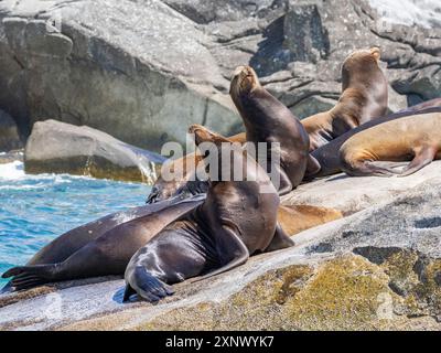 Kalifornische Seelöwen (Zalophus californianus), die in Los Frailes, Cabo Pulmo National Park, Sea of Cortez, Mexiko, Nordamerika ausgetragen werden Stockfoto