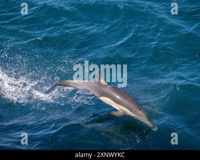 Langschnabeldelfin (Delphinus capensis), der im Cabo Pulmo National Marine Park, Baja California Sur, Mexiko, Nordamerika, mit der Remora gesprungen ist Stockfoto