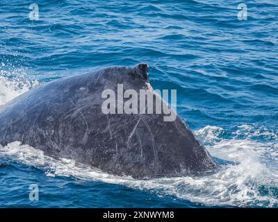 Buckelwal (Megaptera novaeangliae), vor San Jose del Cabo, Baja California Sur, Mexiko, Nordamerika Stockfoto