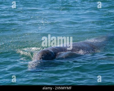 Kalifornisches Grauwal (Eschrictius robustus), taucht in der San Ignacio Lagoon, Baja California, Mexiko, Nordamerika auf Stockfoto