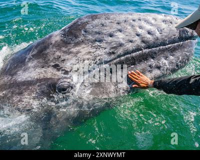 Kalifornisches Grauwal (Eschrictius robustus), das von Touristen in der San Ignacio Lagune in Baja California, Mexiko, Nordamerika berührt wird Stockfoto