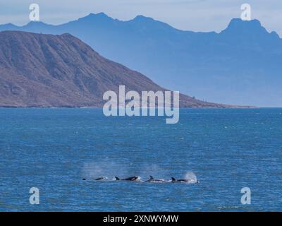 Killerwale (Orcinus Orca), vor Isla Carmen, Baja California Sur, Mexiko, Nordamerika Stockfoto