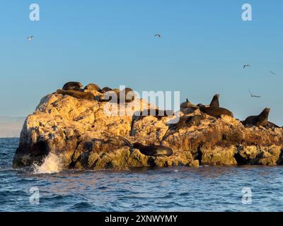 Kalifornische Seelöwenbullen (Zalophus californianus), die auf einer kleinen Insel vor San Marcos Island, dem Meer von Cortez, Mexiko, Nordamerika, ausgetragen wurden Stockfoto