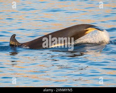 Killerwal (Orcinus Orca), Schwanzvorfall vor Isla San Lorenzo, Baja California, Meer von Cortez, Mexiko, Nordamerika Stockfoto