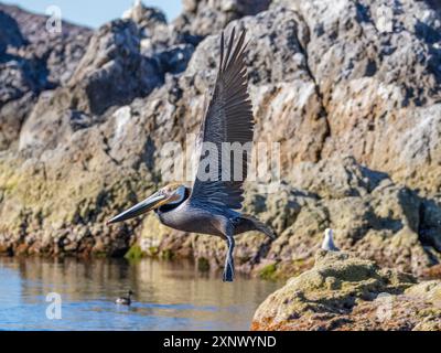 Erwachsener brauner Pelikan (Pelecanus occidentalis), der auf einer kleinen Insel in der Nähe von Isla Salsipuedes, Baja California, Mexiko, Nordamerika, fliegt Stockfoto