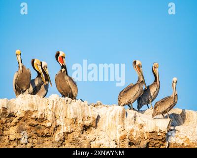 Adulte braune Pelikane (Pelecanus occidentalis), die zusammen auf der Isla Tortuga, Baja California, Mexiko, Nordamerika stehen Stockfoto