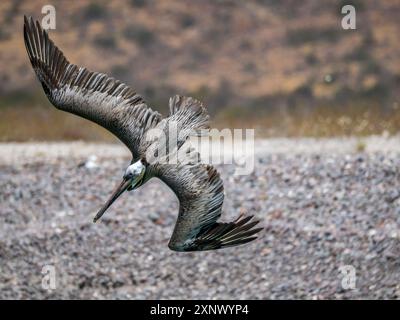 Erwachsener brauner Pelikan (Pelecanus occidentalis), Tauchtauchen für Fische, Isla Carmen, Baja California Sur, Mexiko, Nordamerika Stockfoto