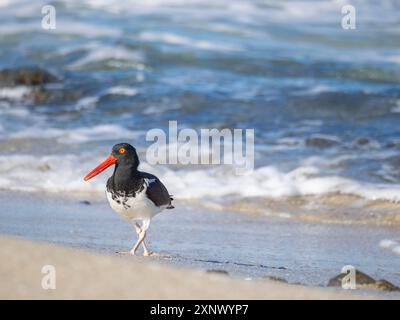 Amerikanischer Austernfänger (Haematopus palliatus), auf Isla Espiritu Santo, Baja California Sur, Meer von Cortez, Mexiko, Nordamerika Stockfoto