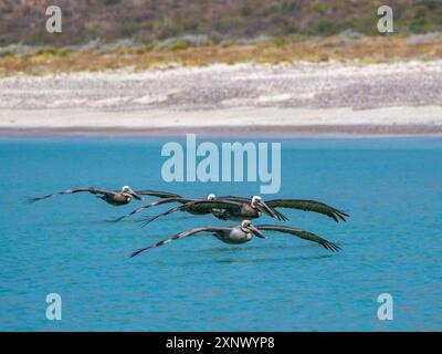 Adulte braune Pelikane (Pelecanus occidentalis), in Formation fliegend, Isla Carmen, Baja California Sur, Mexiko, Nordamerika Stockfoto