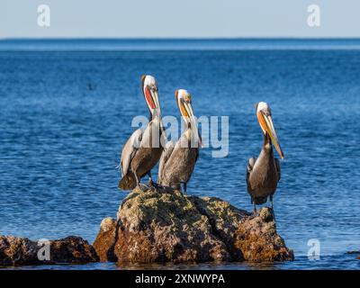 Adulte braune Pelikane (Pelecanus occidentalis) auf einer kleinen Insel nahe Isla Salsipuedes, Baja California, Mexiko, Nordamerika Stockfoto