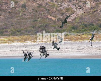 Erwachsene braune Pelikane (Pelecanus occidentalis), Tauchtauchen für Fische, Isla Carmen, Baja California Sur, Mexiko, Nordamerika Stockfoto