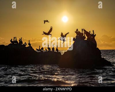 Adulte braune Pelikane (Pelecanus occidentalis) auf einer kleinen Insel nahe Isla San Marcos, Baja California, Mexiko, Nordamerika Stockfoto