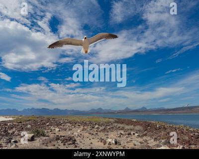 Gelbfüßmöwe (Larus Livens), die ihr Nest auf der Isla Coronado, Baja California Sur, Meer von Cortez, Mexiko, Nordamerika schützt Stockfoto