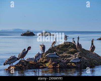 Blaufußtölpel (Sula nebouxii), auf einer kleinen Insel in der Nähe von Isla Salsipuedes, Baja California, Meer von Cortez, Mexiko, Nordamerika Stockfoto