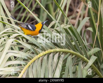 Ein männlicher oriole mit Kapuze (Icterus cucullatus), in der Balz, San Jose del Cabo, Baja California Sur, Meer von Cortez, Mexiko, Nordamerika Stockfoto