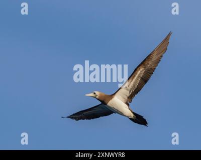 Braune Booby (Sula leucogaster), im Flug vor einer kleinen Insel nördlich der Isla San Marcos, Baja California Sur, Meer von Cortez, Mexiko, Nordamerika Stockfoto