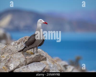 Heermanns Möwe (Larus heermanni), in der Brutkolonie Isla Rasa, Baja California, Meer von Cortez, Mexiko, Nordanerica Stockfoto