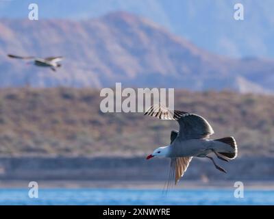 Heermanns Möwe (Larus heermanni), im Flug über dem Strand von Isla Carmen, Baja California Sur, Meer von Cortez, Mexiko, Nordamerika Stockfoto