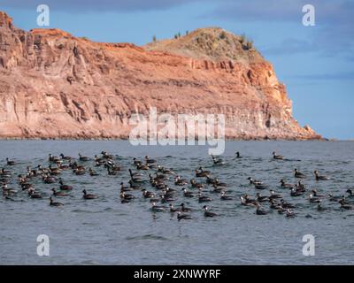 Ohrettaucher (Podiceps nigricollis), in Puerto Refugio, Angel de la Guarda Island, Baja California, Meer von Cortez, Mexiko, Nordamerika Stockfoto