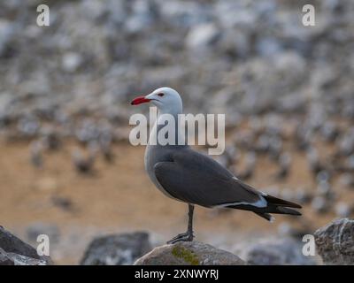 Heermanns Möwen (Larus heermanni), in der Brutkolonie Isla Rasa, Baja California, Meer von Cortez, Mexiko, Nordanerica Stockfoto