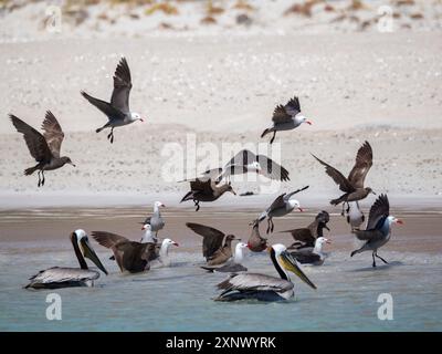 Heermann's Möwen (Larus heermanni), ernährt sich am Strand von Isla Carmen, Baja California Sur, Meer von Cortez, Mexiko, Nordamerika Stockfoto