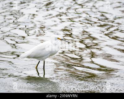 Ein schneebedeckter Reiher (Egretta thula), Angeln in den seichten Gewässern, San Jose del Cabo, Baja California Sur, Meer von Cortez, Mexiko, Nordamerika Stockfoto