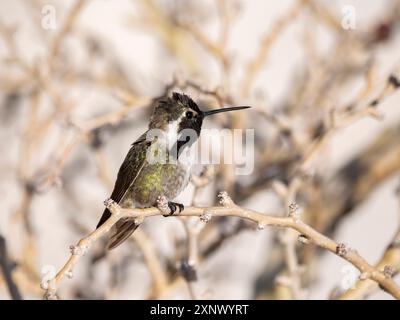 Costas Kolibri (Calypte costae), in Bahia Concepcion, Baja California Sur, Meer von Cortez, Mexiko, Nordamerika Stockfoto