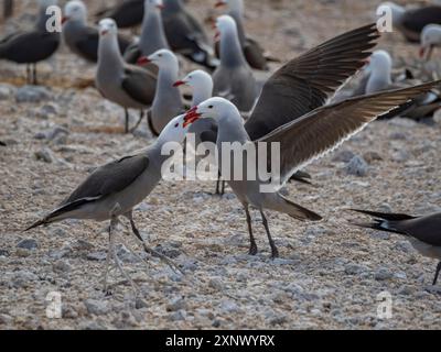 Heermanns Möwen (Larus heermanni) streitet um die Brutkolonie auf Isla Rasa, Baja California, Meer von Cortez, Mexiko, Nordanerica Stockfoto