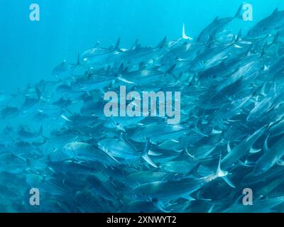 Bigeye Trevally (Caranx sexfasciatus), Schulbesuch im Cabo Pulmo National Marine Park, Baja California Sur, Mexiko, Nordamerika Stockfoto