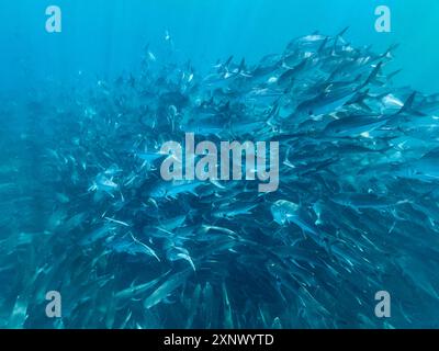 Bigeye Trevally (Caranx sexfasciatus), Schulbesuch im Cabo Pulmo National Marine Park, Baja California Sur, Mexiko, Nordamerika Stockfoto