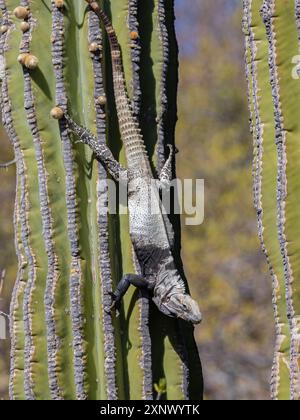 Adulter San Esteban Stachelschwanzleguan (Ctenosaura conspicuosa), endemisch auf Isla San Esteban, Baja California, Mexiko, Nordamerika Stockfoto