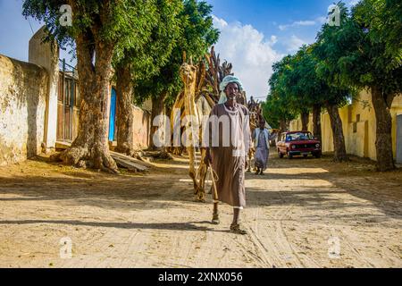 Kamel-Karawane Wandern mit Brennholz durch Keren, Eritrea, Afrika Stockfoto