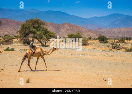 Junge, Reiten auf einem Kamel in den Tiefländern von Eritrea, Afrika Stockfoto