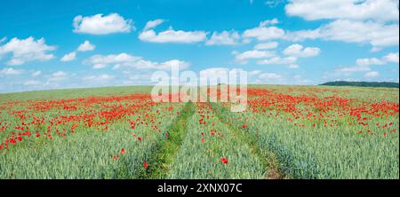 Panorama, Weizenfeld mit blühendem Mohn, Mohnfeld unter blauem Himmel mit Wolken, Büergel, Thüringen, Deutschland Stockfoto