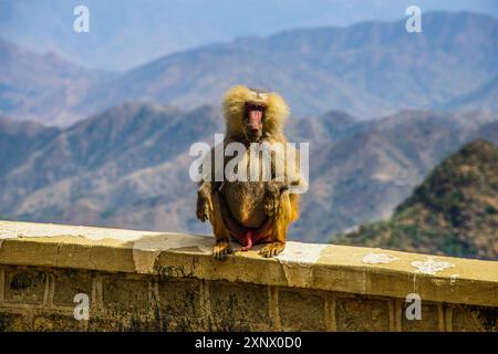 Hamadryas Pavian (Papio Hamadryas), entlang der Straße von Massawa nach Asmara, Eritrea, Afrika Stockfoto