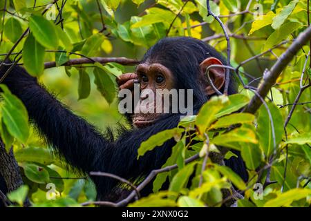 Schimpansen (Pan troglodytes), Gombe Stream Nationalpark, Tanganjikasee, Tansania, Ostafrika, Afrika Stockfoto