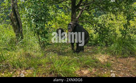 Schimpansen (Pan troglodytes), Gombe Stream Nationalpark, Tanganjikasee, Tansania, Ostafrika, Afrika Stockfoto