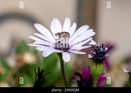 Kleiner brauner Schmetterling ruht in der Mitte einer weißen und lila afrikanischen Gänseblümchenblüte (Osteospermum), Makroaufnahme. Stockfoto