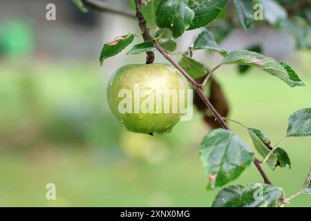 Apfelbaum (Malus), Obst, Apfelbaum, Zweig, Regentropfen, frisch, Ein einzelner Apfel mit Wassertropfen hängt an einem Zweig mit grünen Blättern Stockfoto