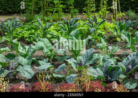 Garten mit verschiedenen Gemüsepflanzen, einschließlich Grünkohl und Salat, reihenweise angeordnet, mit üppig grünem Laub und gepflegten Beeten, Kreislehrgarten Stockfoto